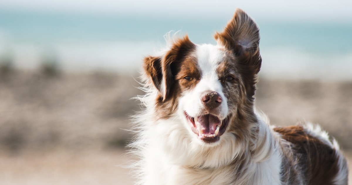Omega-3 supplements for pets